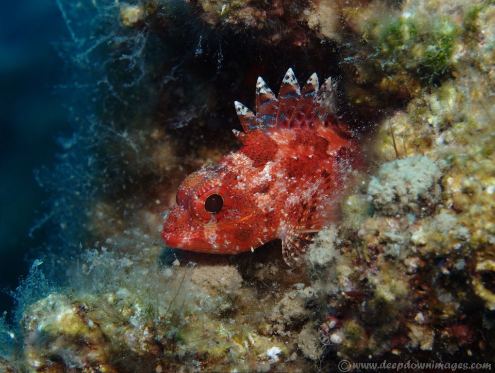06_P5253208_Gimp_final