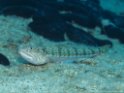 PA050110