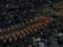 PA060423