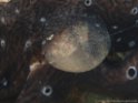 PA101020